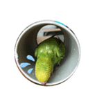 セキセイインコのぺぺさん（個別スタンプ：2）