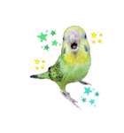 セキセイインコのぺぺさん（個別スタンプ：3）
