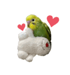 セキセイインコのぺぺさん（個別スタンプ：4）