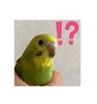 セキセイインコのぺぺさん（個別スタンプ：5）