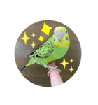 セキセイインコのぺぺさん（個別スタンプ：7）