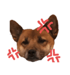 to-ro（個別スタンプ：1）