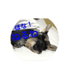 大阪弁スコット（個別スタンプ：3）