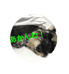 大阪弁スコット（個別スタンプ：8）