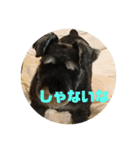 大阪弁スコット（個別スタンプ：10）