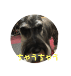 大阪弁スコット（個別スタンプ：12）