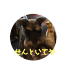 大阪弁スコット（個別スタンプ：13）