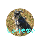 大阪弁スコット（個別スタンプ：14）