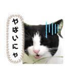 チビ太くんのスタンプです②（個別スタンプ：4）