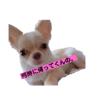 うちのちわわくん。（個別スタンプ：1）