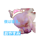 うちのちわわくん。（個別スタンプ：4）
