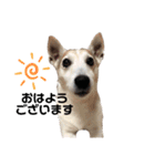 愛犬はやて 毎日スタンプ【敬語】（個別スタンプ：1）