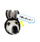 愛犬はやて 毎日スタンプ【敬語】（個別スタンプ：3）