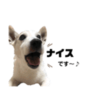 愛犬はやて 毎日スタンプ【敬語】（個別スタンプ：6）