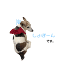 愛犬はやて 毎日スタンプ【敬語】（個別スタンプ：7）