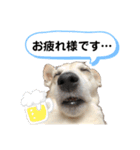 愛犬はやて 毎日スタンプ【敬語】（個別スタンプ：8）