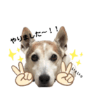 愛犬はやて 毎日スタンプ【敬語】（個別スタンプ：9）