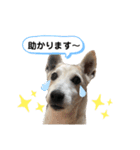 愛犬はやて 毎日スタンプ【敬語】（個別スタンプ：10）