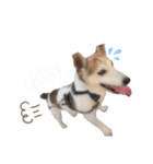 愛犬はやて 毎日スタンプ【敬語】（個別スタンプ：11）