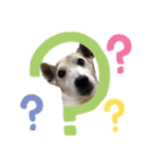 愛犬はやて 毎日スタンプ【敬語】（個別スタンプ：12）
