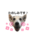 愛犬はやて 毎日スタンプ【敬語】（個別スタンプ：13）