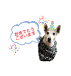 愛犬はやて 毎日スタンプ【敬語】（個別スタンプ：15）