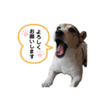 愛犬はやて 毎日スタンプ【敬語】（個別スタンプ：16）