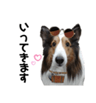 看板犬コタロー2（個別スタンプ：2）