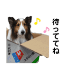 看板犬コタロー2（個別スタンプ：14）