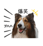 看板犬コタロー2（個別スタンプ：17）
