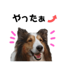 看板犬コタロー2（個別スタンプ：26）