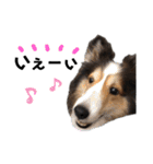 看板犬コタロー2（個別スタンプ：28）