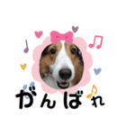 看板犬コタロー2（個別スタンプ：33）