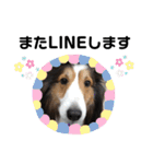 看板犬コタロー2（個別スタンプ：36）