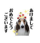 看板犬コタロー2（個別スタンプ：40）