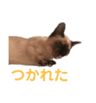cafe MIMOSA（個別スタンプ：11）
