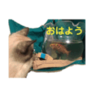 cafe MIMOSA（個別スタンプ：14）