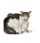美猫まりーちゃん（個別スタンプ：1）
