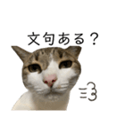 美猫まりーちゃん（個別スタンプ：3）