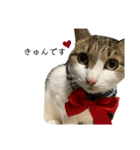 美猫まりーちゃん（個別スタンプ：4）