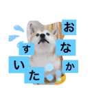 愛犬スタンプ うめぷー、ぼぶむさ（個別スタンプ：2）