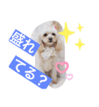 愛犬スタンプ うめぷー、ぼぶむさ（個別スタンプ：3）