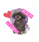 愛犬スタンプ うめぷー、ぼぶむさ（個別スタンプ：4）