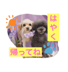 愛犬スタンプ うめぷー、ぼぶむさ（個別スタンプ：5）