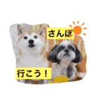 愛犬スタンプ うめぷー、ぼぶむさ（個別スタンプ：6）