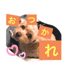 愛犬スタンプ うめぷー、ぼぶむさ（個別スタンプ：7）