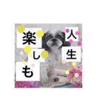 愛犬スタンプ うめぷー、ぼぶむさ（個別スタンプ：9）