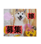 愛犬スタンプ うめぷー、ぼぶむさ（個別スタンプ：10）