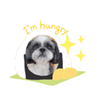 愛犬スタンプ うめぷー、ぼぶむさ（個別スタンプ：11）