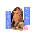 愛犬スタンプ うめぷー、ぼぶむさ（個別スタンプ：12）